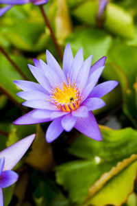 Close-up of bee on purple flower