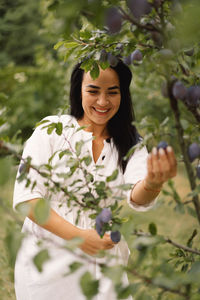 Woman picking plum in garden. traditional collecting organic fruit.