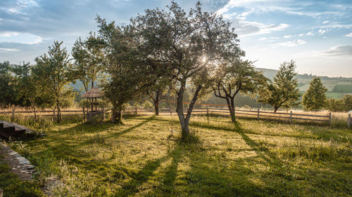 Trees on field against sky