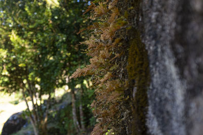 Close-up of moss growing on tree trunk