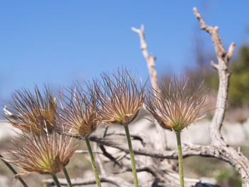 Close-up of flowers against clear sky