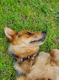 High angle view of dog relaxing on field