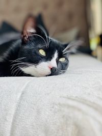 Close-up portrait of a cat