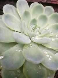 Close-up of wet cactus flower