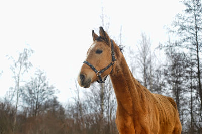 Low angle view of a horse against the sky