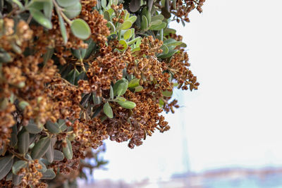 Close-up of flowering plant against clear sky