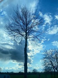 tree