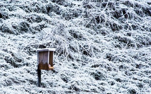 Snow covered field