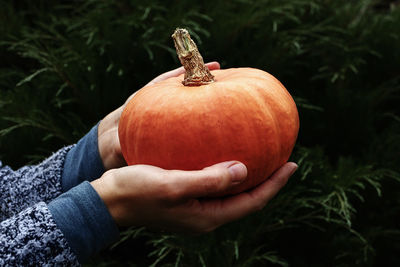 Homegrown orange pumpkin in hands, dark colors