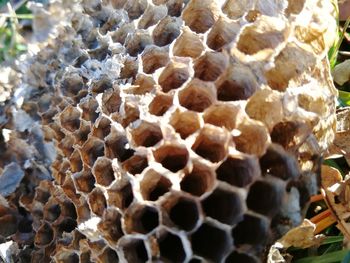 Close-up of bee on stone wall