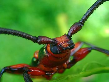 Close-up of a red beetle on leaf