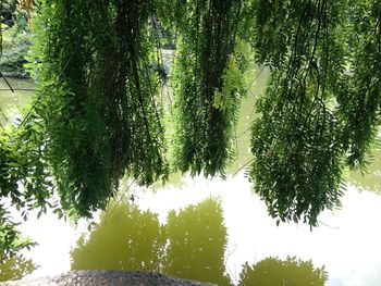 Low angle view of trees