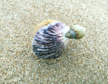 Close-up of snail on sand