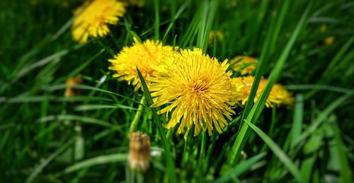 Close-up of yellow dandelion flower on field