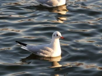 High angle view of seagull swimming in lake