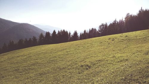 Trees on countryside landscape