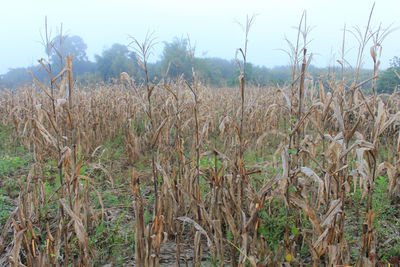 Close-up of crops growing on field against sky