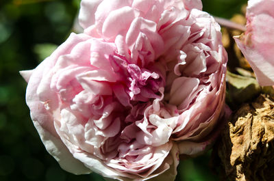 Close-up of pink rose bouquet