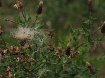 Close-up of wilted plant