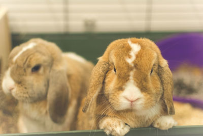 Close-up portrait of cute rabbits in cage