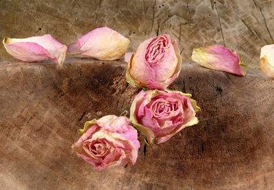 Close-up of pink roses