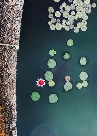 High angle view of lotus water lily in lake