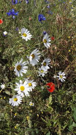 White flowers blooming in field