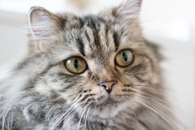 Close-up portrait of a cat