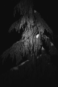 Low angle view of frozen tree against sky at night