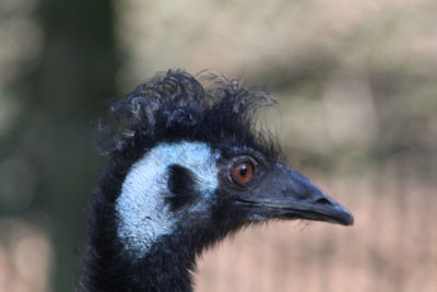 Close-up of a bird