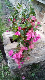 High angle view of pink flowering plants