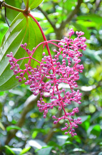 Close-up of pink flowers on tree