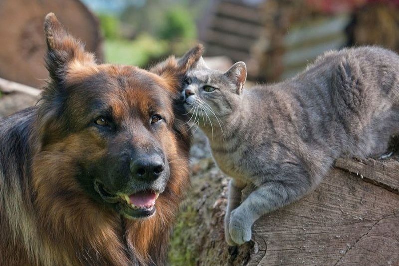 animal themes, mammal, domestic animals, pets, one animal, dog, two animals, focus on foreground, togetherness, portrait, close-up, looking at camera, relaxation, outdoors, day, young animal, no people, animal head, standing, sitting