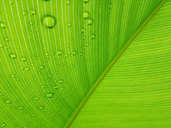 Full frame shot of green leaf