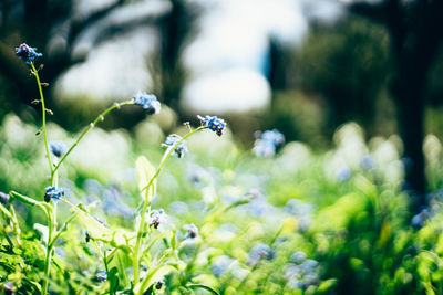 Close-up of wildflowers growing in field