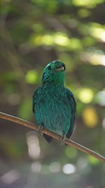 Close-up of bird perching on branch