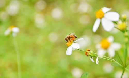 Close-up of bee pollinating on flower