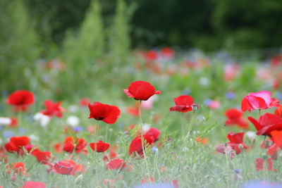 Close-up of red poppy blooming in field