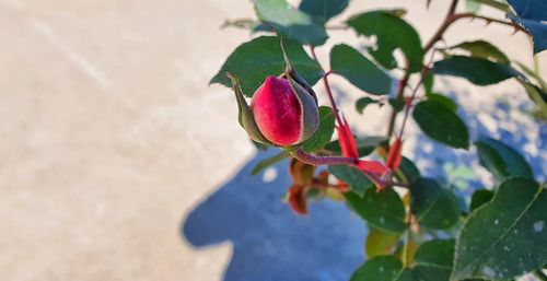 Close-up of red flowering plant