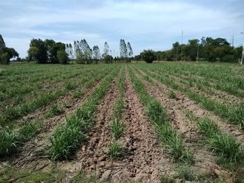 Scenic view of agricultural field against sky