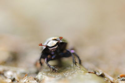 Close-up of fly on rock