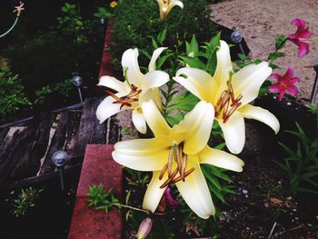 Close-up of day lily blooming outdoors