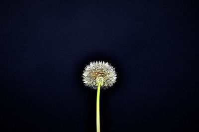 Close-up of dandelion against black background