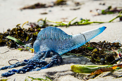 Close-up of lizard on field
