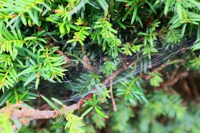 Close-up of spider on plant