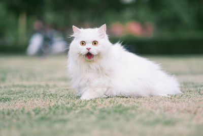 Portrait of white dog on field