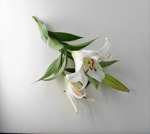 Close-up of white flower