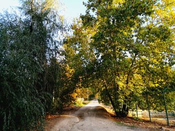 Road amidst trees against sky