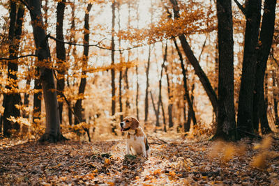 View of dog sitting in forest