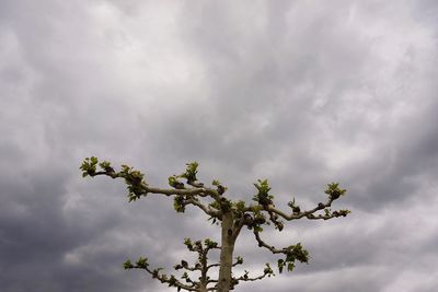 Low angle view of flowering plant against cloudy sky